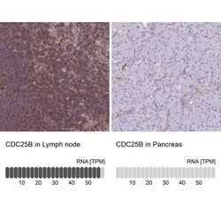 CDC25B Antibody, Novus Biologicals 0.1mL; Unlabeled:Antibodies, Polyclonal